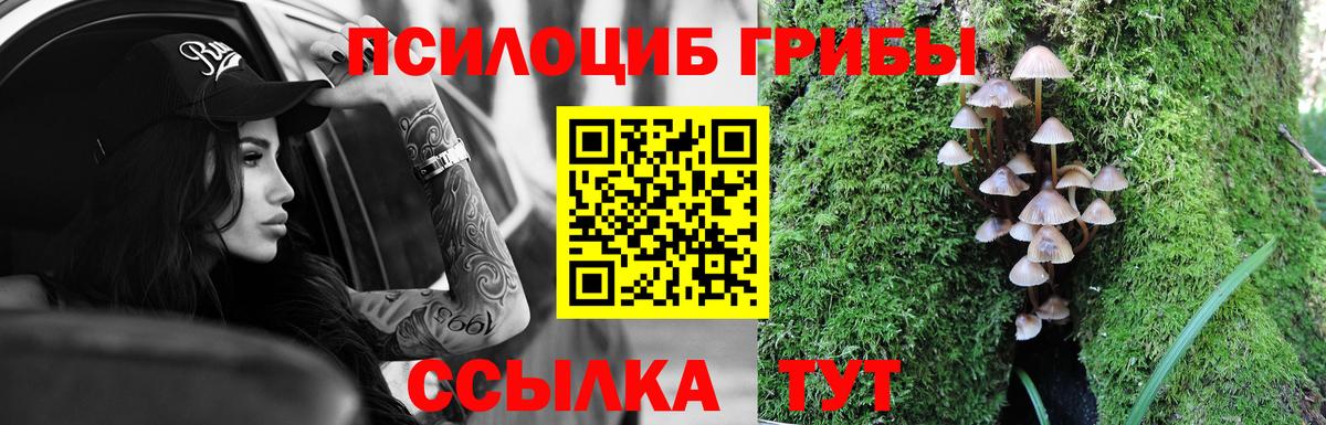 наркотики  Новоалександровск  Псилоцибиновые грибы мицелий  Галлюциногенные грибы GOLDEN TEACHER 